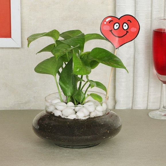 Money Plant With Happy Valentine Day Tag