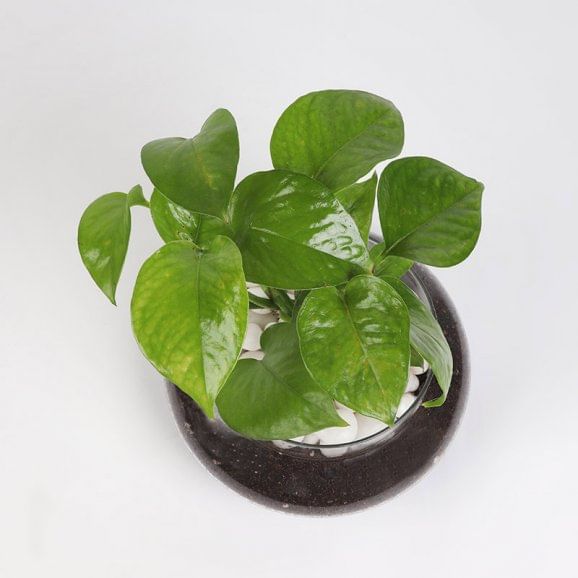 Buy Money Plant Online