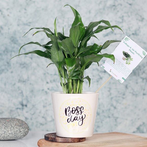 Boss Day Peace Lily Plant