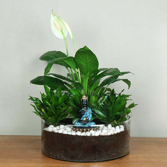 Dracena Compacta Plant And Peace Lily Combo