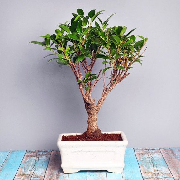 Send Ficus Shape Bonsai Online