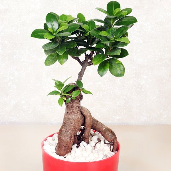 Ficus Microcarpa Plant Online