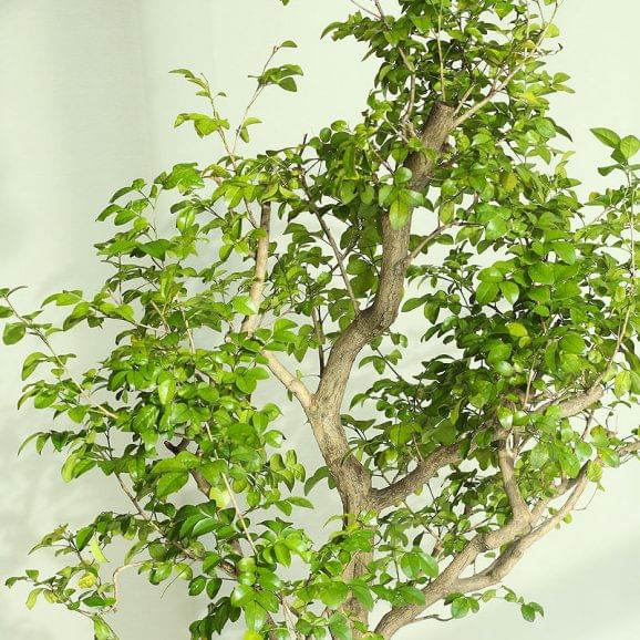 Buy Bonsai Plant Online