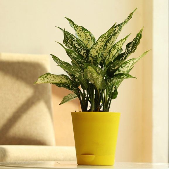 Gorgeous Aglaonema Silver Plant