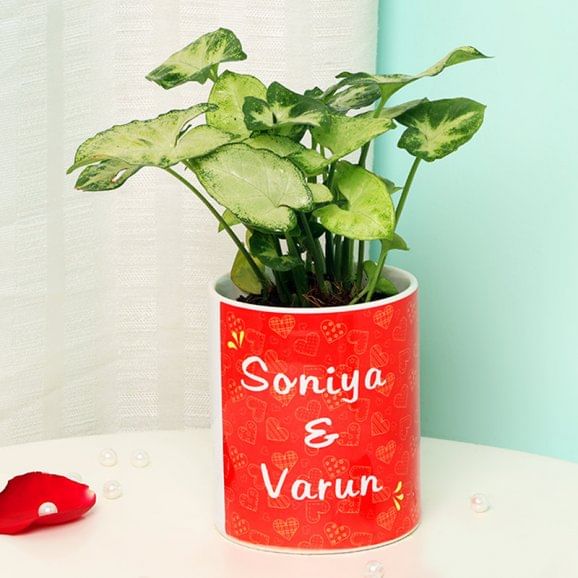 Syngonium Plant in Anniversary Mug