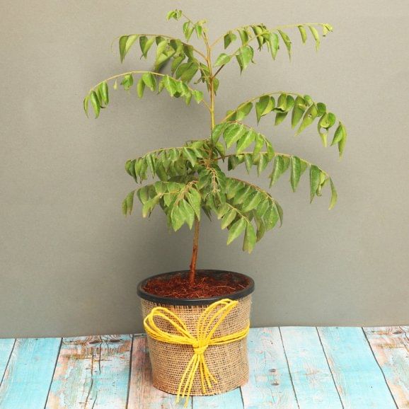 Curry Plant in a Vase Wrapped with Jute