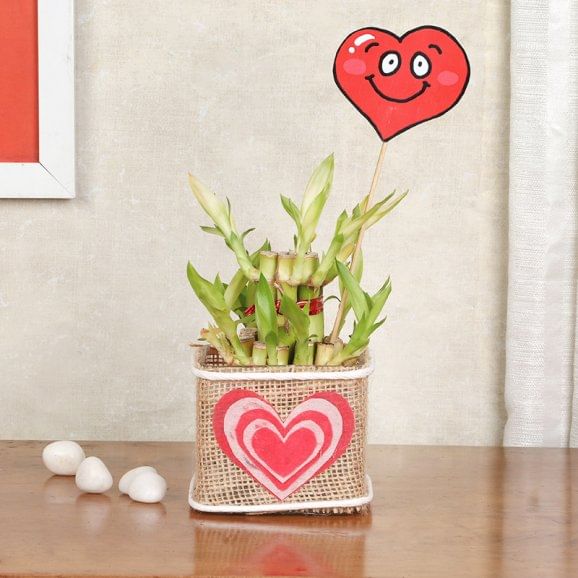 Heart Bamboo Plant 