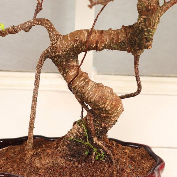 Order Hybrid S Shaped Bonsai Plant online