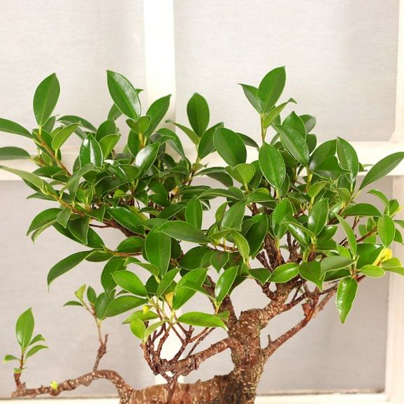 Buy Hybrid S Shaped Bonsai Plant Online