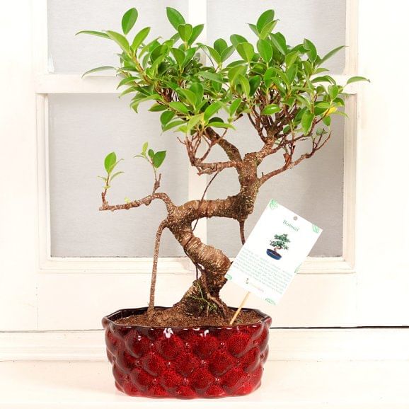 Send Hybrid S Shaped Bonsai Plant Online