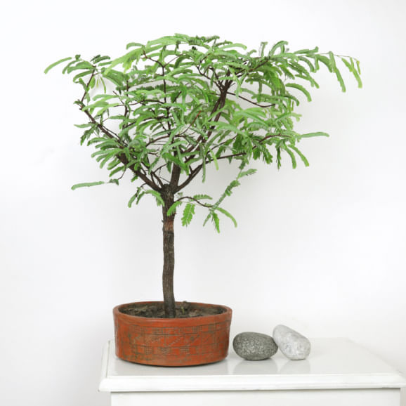 Imli Bonsai N Vase