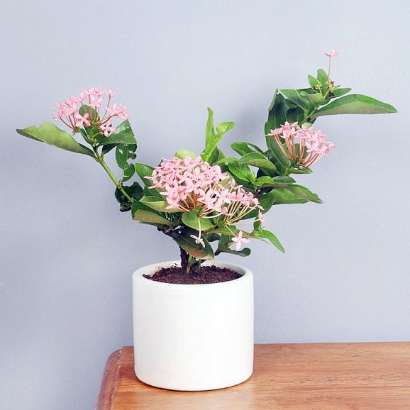 Ixora Pink Dwarf Online