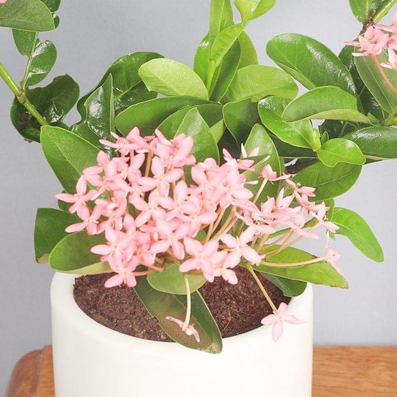 Send Ixora Pink Dwarf Online