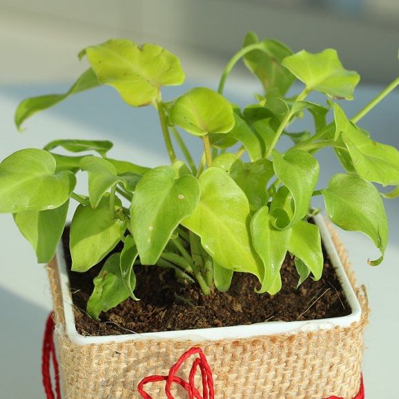 Philodendron Jute Plant