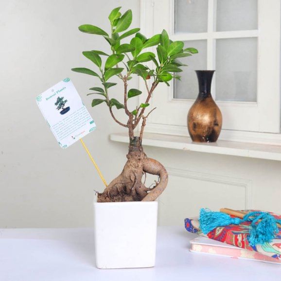 Lively Ficus Microcarpa Bonsai Online