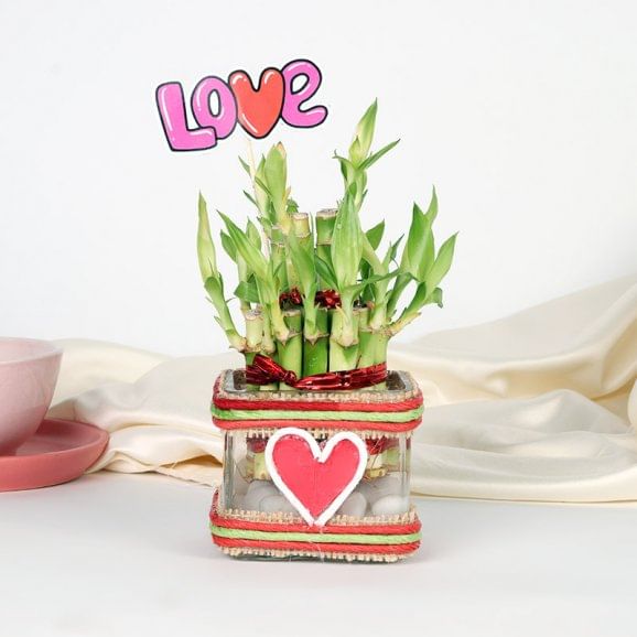 Love Bamboo Plant 