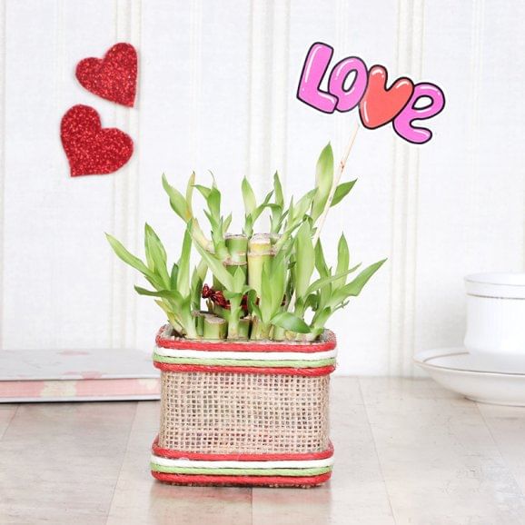 Love Layer Bamboo 