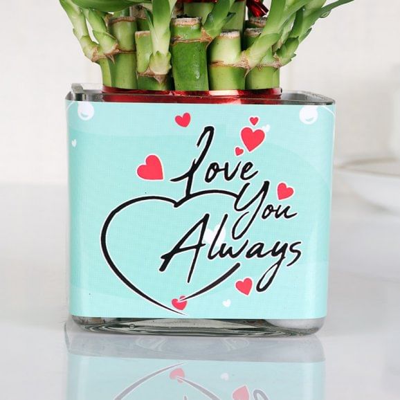 Buy Lucky Bamboo Plant Online