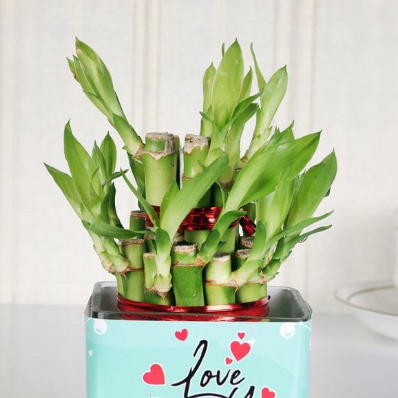 Lucky Bamboo Plant Online