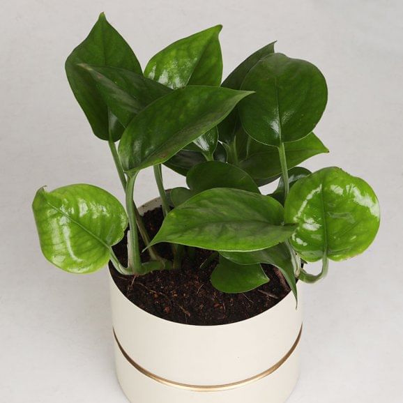 Order Lucky Money Plant Online