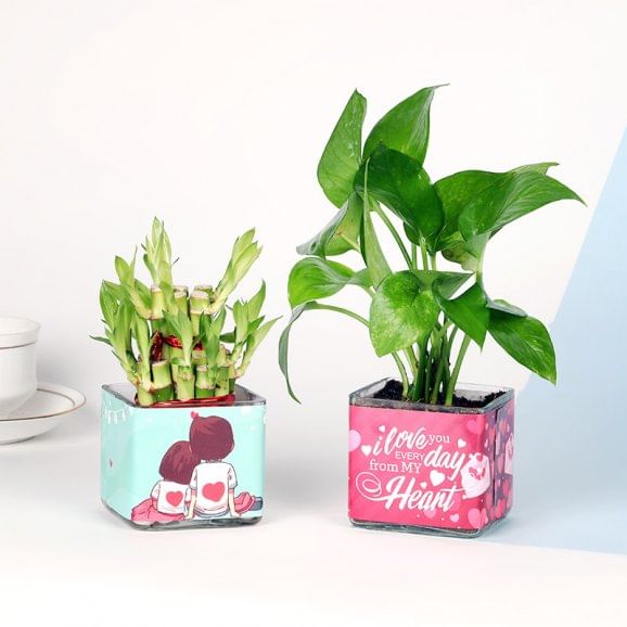 Lucky Valentines Plant