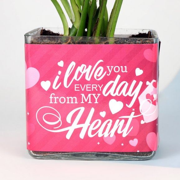 Lucky Valentines Plant Online