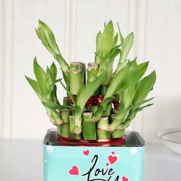 Shop Lucky Valentines Plant Online