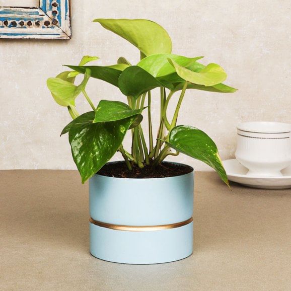 Money Blue Vase Plant