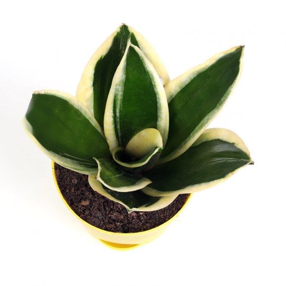 Money Jade Plant Online