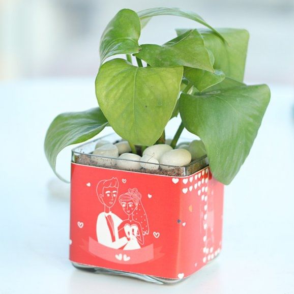 Buy Money Love Plant