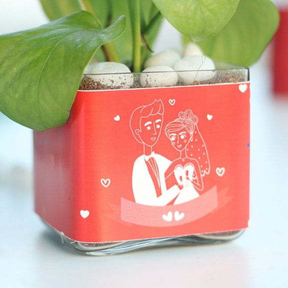 Buy Money Love Plant Online