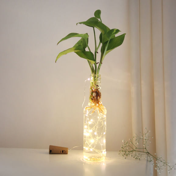 Money Plant Led Bottle : Good Luck