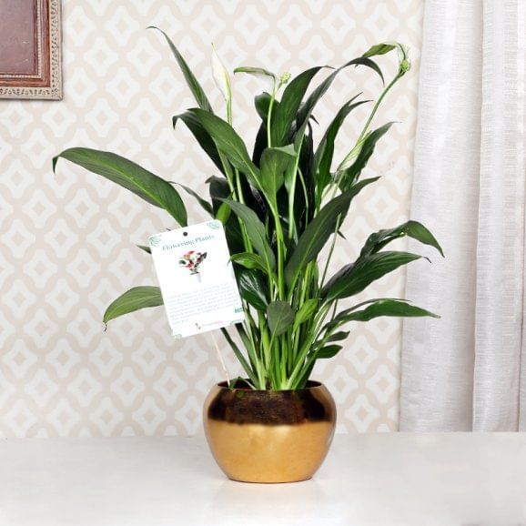 Peace Lily Golden Touch Online