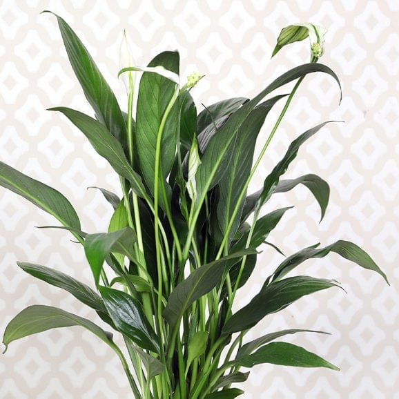 Buy Peace Lily Golden Touch Online