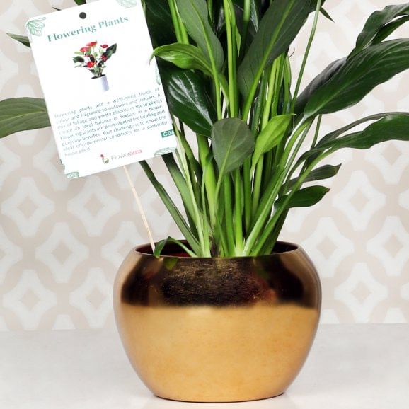 Send Peace Lily Golden Touch Online