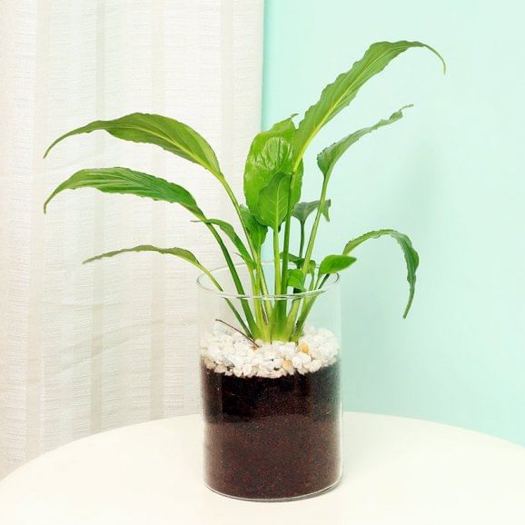 Peace Lily Plant in a Glass Vase