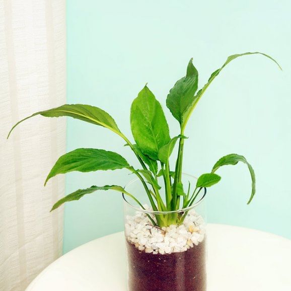 Peace Lily Plant Online