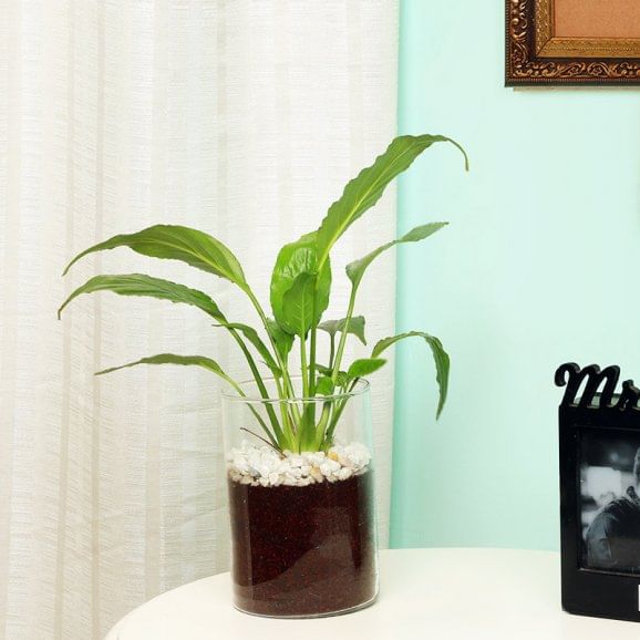 Buy Peace Lily Plant Online