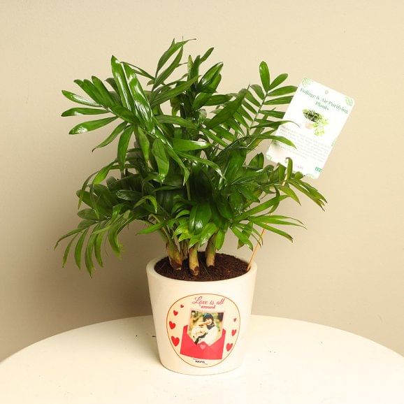 Chamaedorea Plant Online 