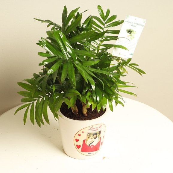 Buy Chamaedorea Plant Online 