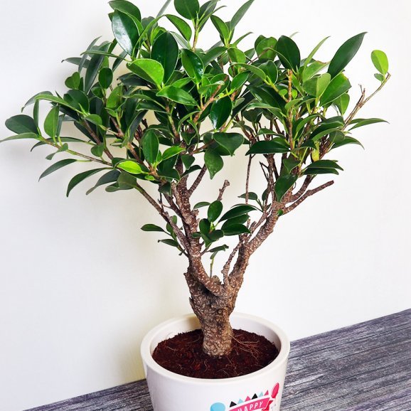 Ficus Bonsai Plant for Birthday