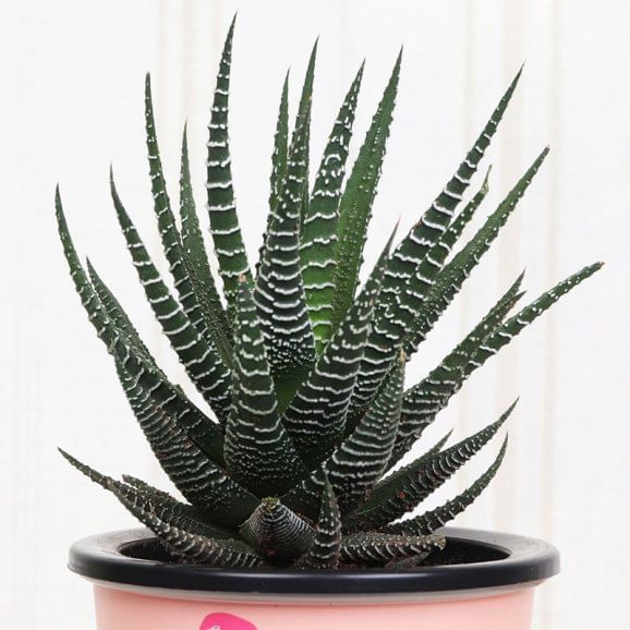 Pink Vase Haworthia Plant Online