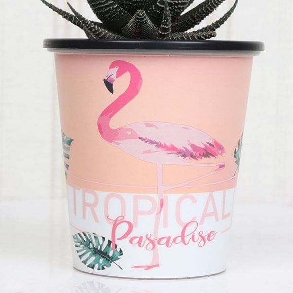 Buy Pink Vase Haworthia Plant Online