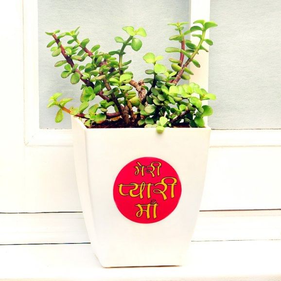 Front View of Pretty Jade Plant
