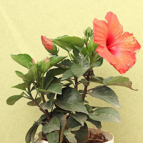 Buy Red Hibiscus Plant Online