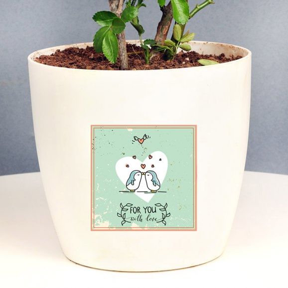 Buy White Rose Plant Online