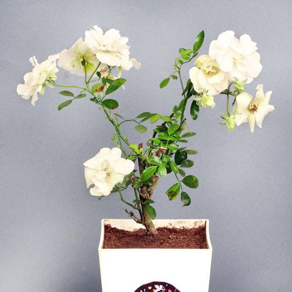 Order White Rose Plant Online