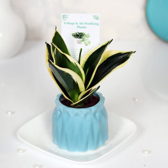 Soothing Sensveria Milt Plant Online 