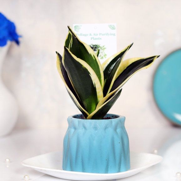 Buy Soothing Sensveria Milt Plant Online 