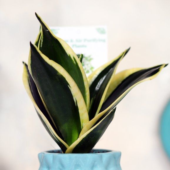 Send Soothing Sensveria Milt Plant Online 